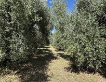 Foto Cometa 7 — Terreno agricolo in vendita a Ariccia