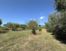 Foto Cometa 8 — Terreno agricolo in vendita a Ariccia