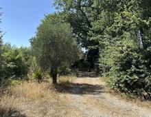 Foto Cometa 11 — Terreno agricolo in vendita a Ariccia
