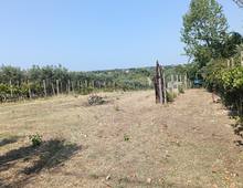 Foto Cometa 1 — Terreno agricolo in vendita a Lanuvio