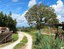 Villa for sale in Scansano Scansano - Cantine Morellino