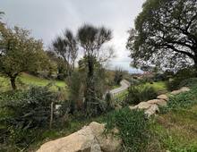 Villa for sale in Scansano Scansano - Cantine Morellino
