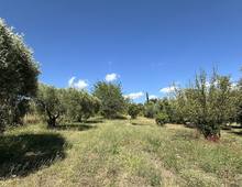 Foto Cometa 10 — Terreno agricolo in vendita a Ariccia