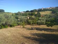 Foto Cometa 8 — Terreno agricolo in vendita a Lanuvio