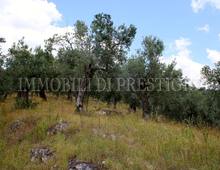 Altro in vendita a Cassino Caira