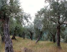 Altro in vendita a Cassino Caira