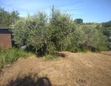 Foto Cometa 11 — Terreno agricolo in vendita a Lanuvio