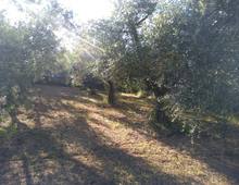 Foto Cometa 13 — Terreno agricolo in vendita a Lanuvio