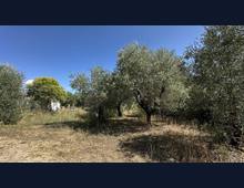 Foto Cometa 3 — Terreno agricolo in vendita a Ariccia