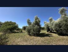 Foto Cometa 6 — Terreno agricolo in vendita a Ariccia