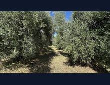 Foto Cometa 7 — Terreno agricolo in vendita a Ariccia