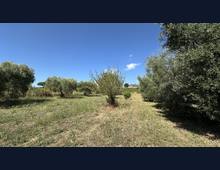 Foto Cometa 8 — Terreno agricolo in vendita a Ariccia