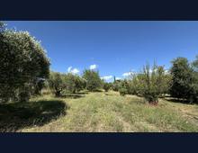 Foto Cometa 10 — Terreno agricolo in vendita a Ariccia