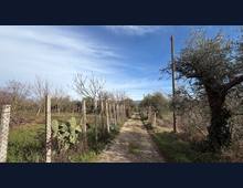 Foto Cometa 6 — Villa in vendita a Zagarolo