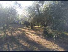 Foto Cometa 10 — Terreno agricolo in vendita a Lanuvio
