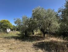 Foto Cometa 3 — Terreno agricolo in vendita a Ariccia