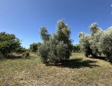 Foto Cometa 6 — Terreno agricolo in vendita a Ariccia