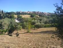 Foto Cometa 2 — Terreno agricolo in vendita a Lanuvio