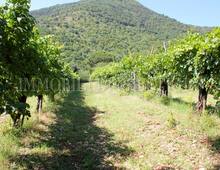 Altro in vendita a Cassino Caira