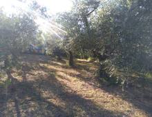 Foto Cometa 10 — Terreno agricolo in vendita a Lanuvio