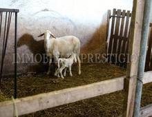 Altro in vendita a Cassino Caira