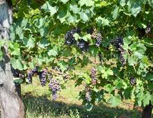Altro in vendita a Cassino Caira