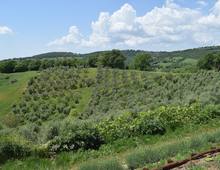 Altro in vendita a Manciano San Martino sul Fiora